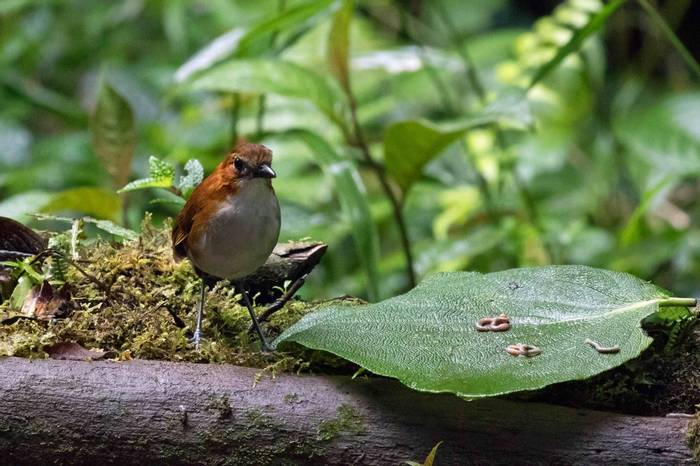 White-breasted Antpitta (Chris Hutchinson)