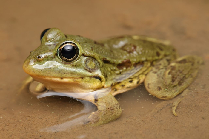 North African Water Frog (Pelophylax saharicus) © Dan Kane Image