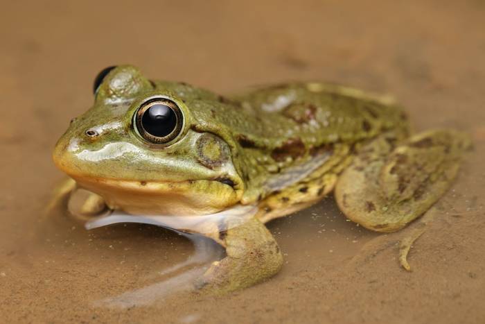 North African Water Frog (Pelophylax saharicus) © Dan Kane, September 2025 tour