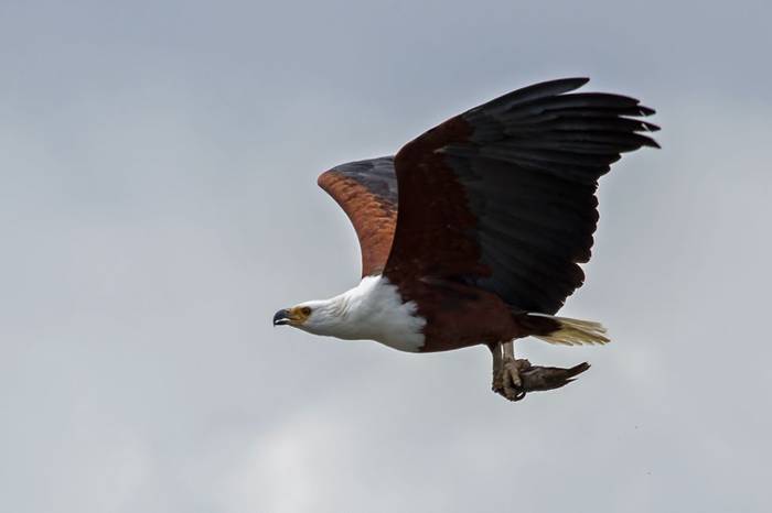 African Fish Eagle (Colin Brown)