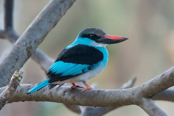 Blue-breasted Kingfisher, Africa shutterstock_177896366.jpg