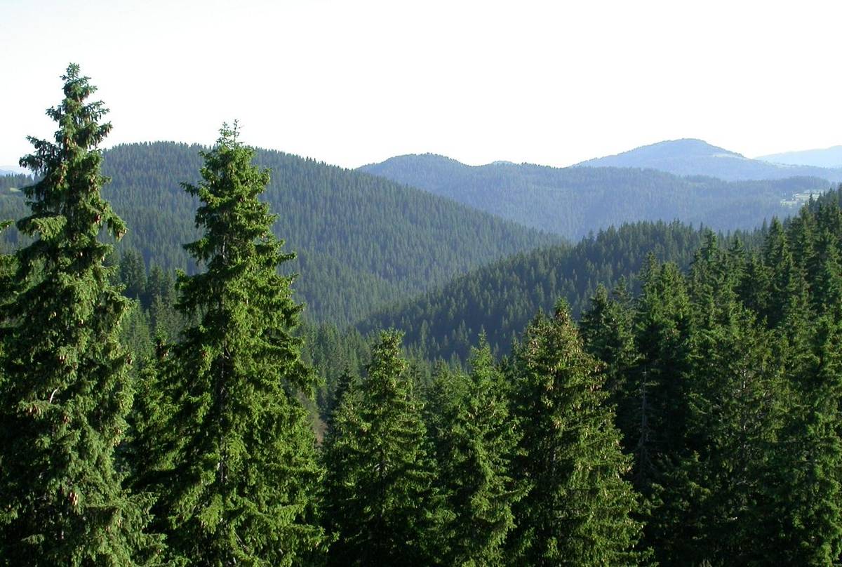 Pamporovo forest