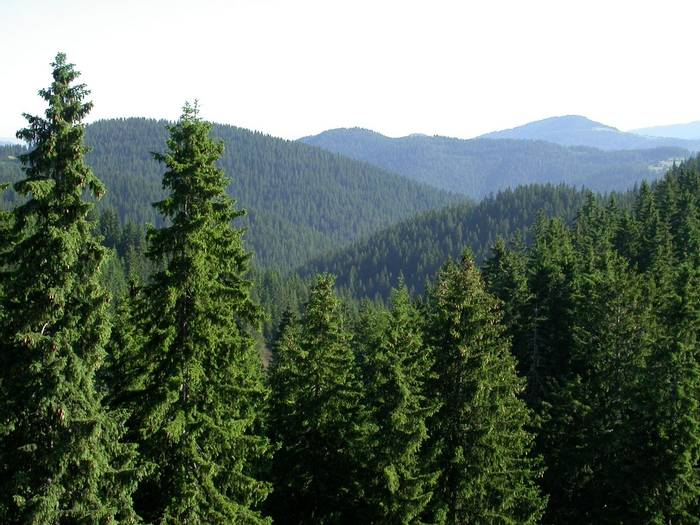 Pamporovo forest