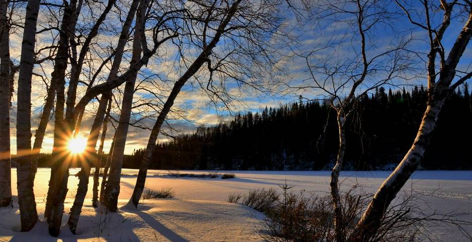 Snow covered trees illuminated by a rising sun  