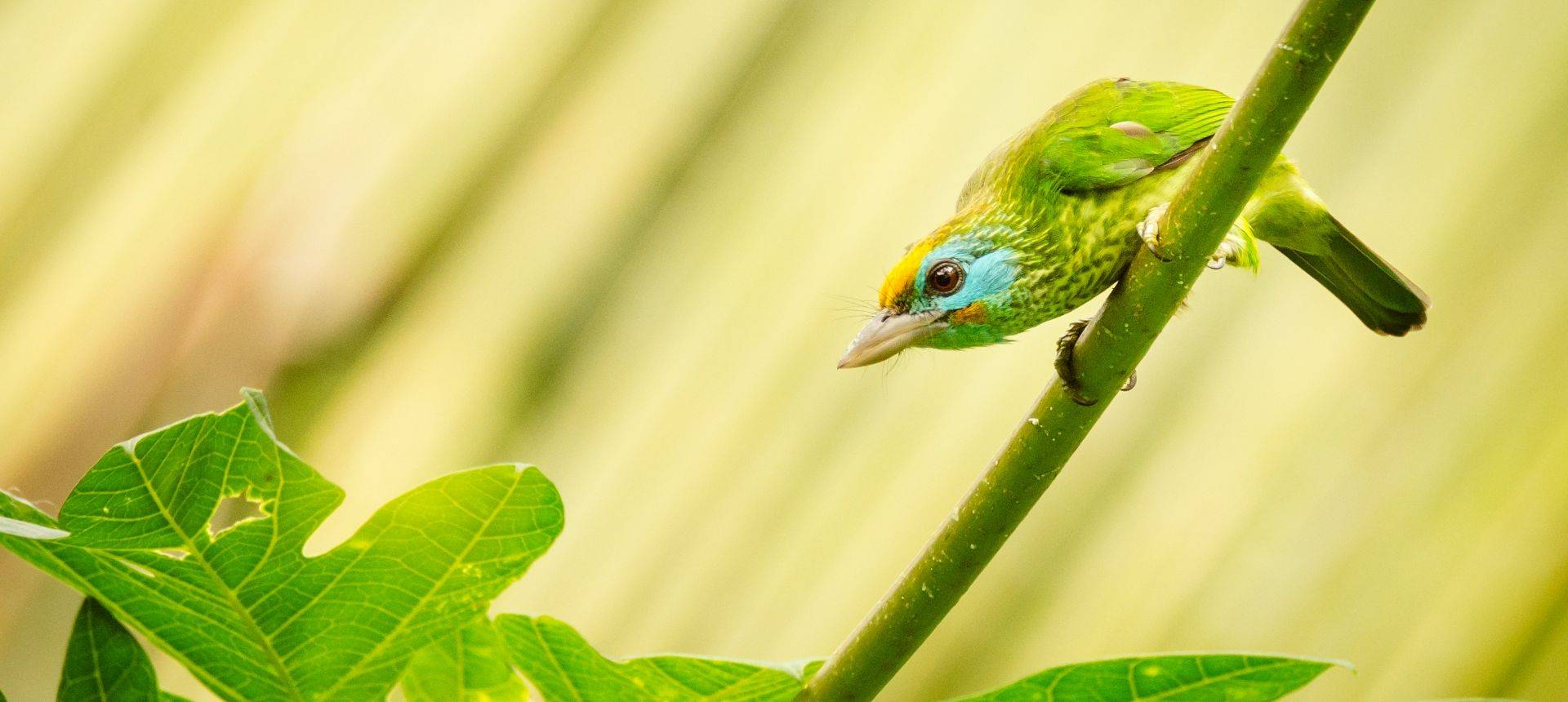 Yellow Fronted Barbet, Sri Lanka Shutterstock 1146475895