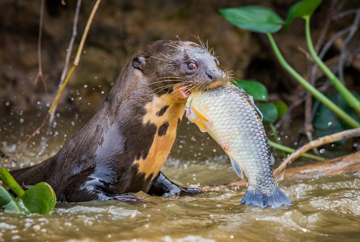 Giant River Otter