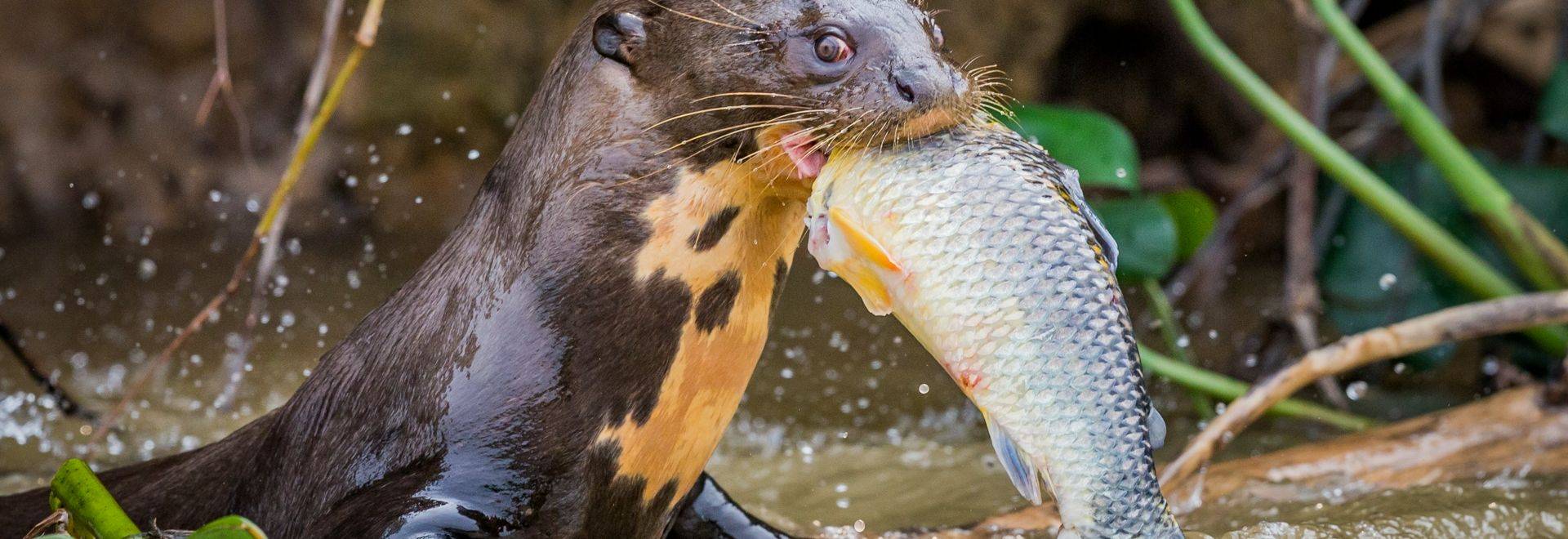 Giant River Otter in-viewport