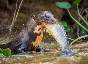 Brazil - Mammals of the Pantanal