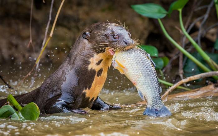 Giant River Otter