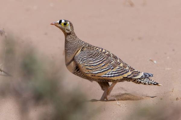 Lichtenstein's Sandgrouse (Mike Unwin) Image