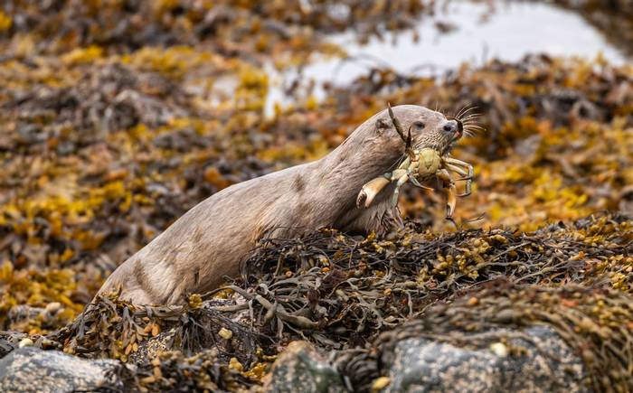 Otter, Shetland shutterstock_2185338965.jpg