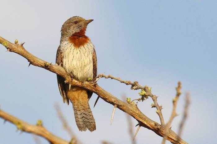 Red-throated Wryneck