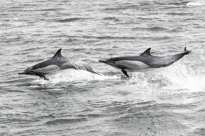 Common Dolphin (Sara Frost) (3).jpg