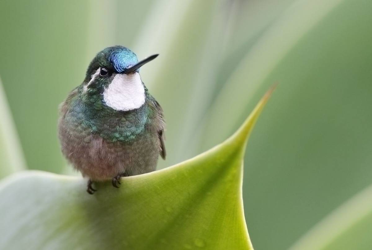 White-throated Mountain Gem (Kevin Elsby)