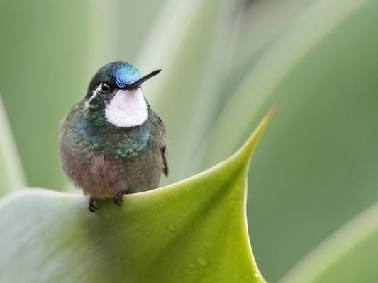 White-throated Mountain Gem (Kevin Elsby)