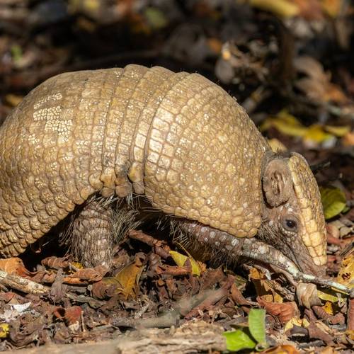 Southern Three-banded Armadillo