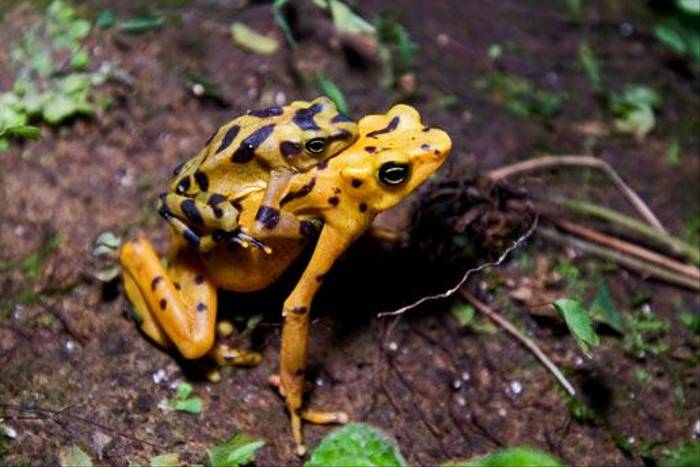 Panamanian Golden Frog (David Tipling)