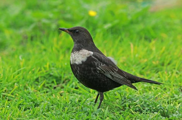 Ring Ouzel shutterstock_1587980233.jpg