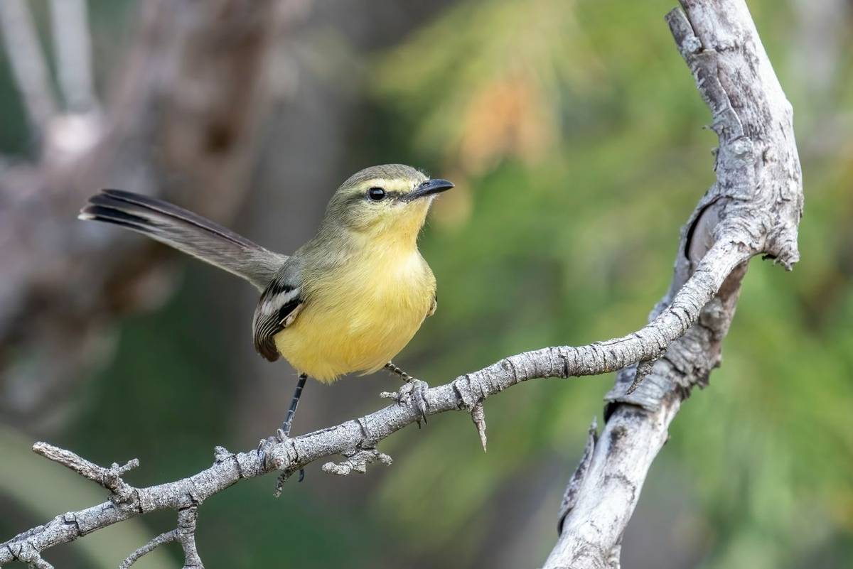Greater Wagtail-tyrant, Paraguay shutterstock_2194779693.jpg
