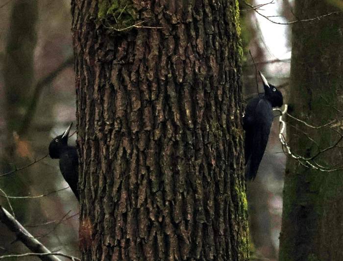 Black Woodpecker, Tom Brereton.jpg