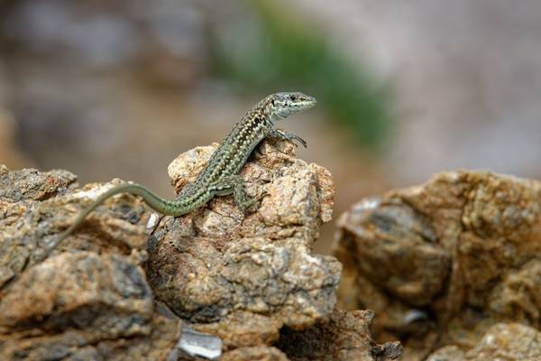 Tyrrhenian Wall Lizard shutterstock_1835382766.jpg