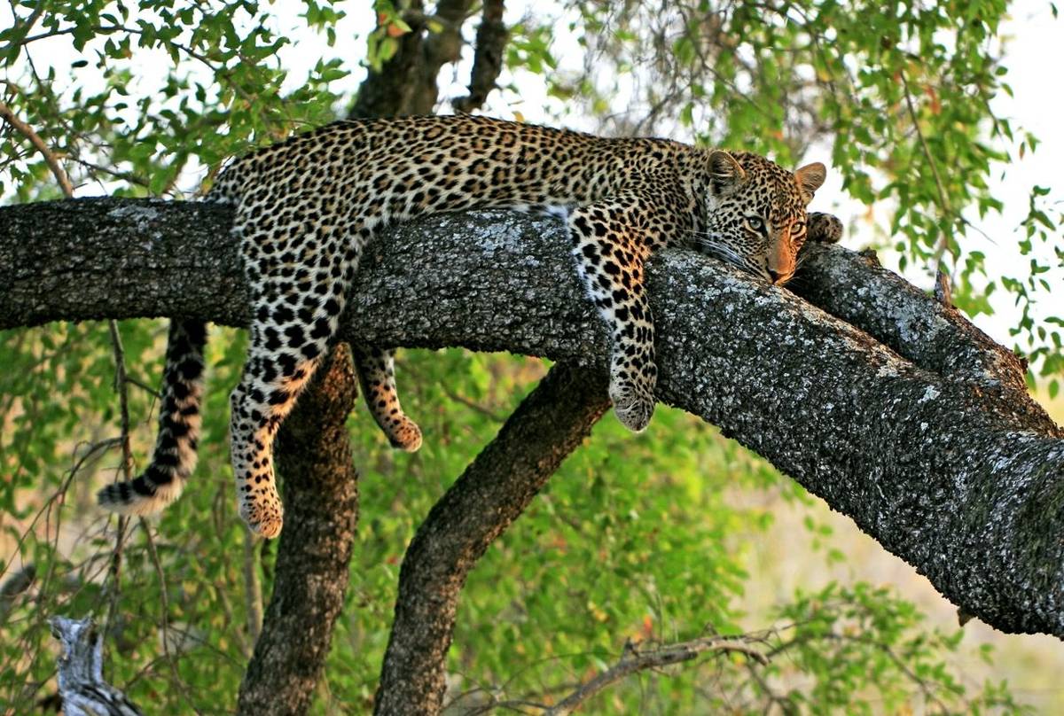 Leopard Shutterstock 141311467