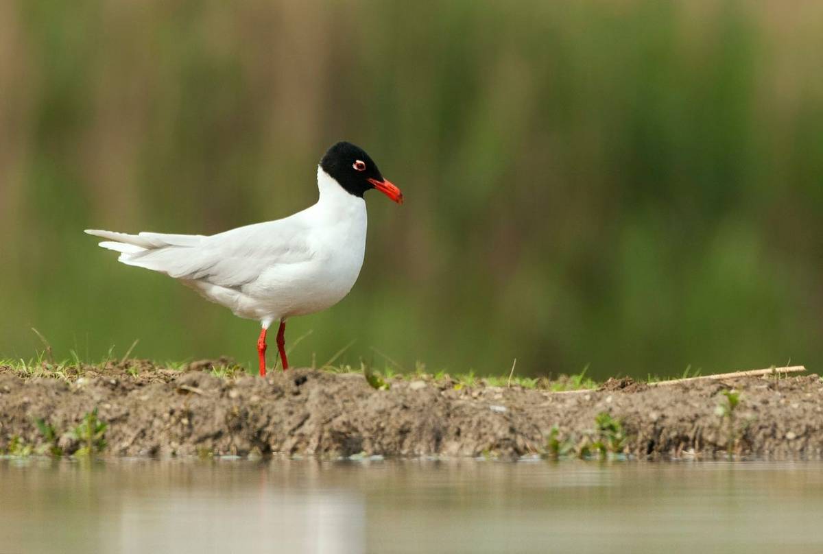 Mediterranean Gull shutterstock_1210260976.jpg