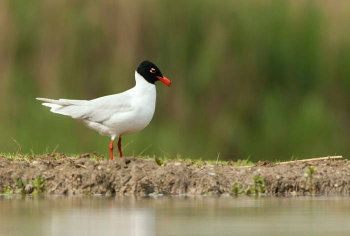 Mediterranean Gull shutterstock_1210260976.jpg
