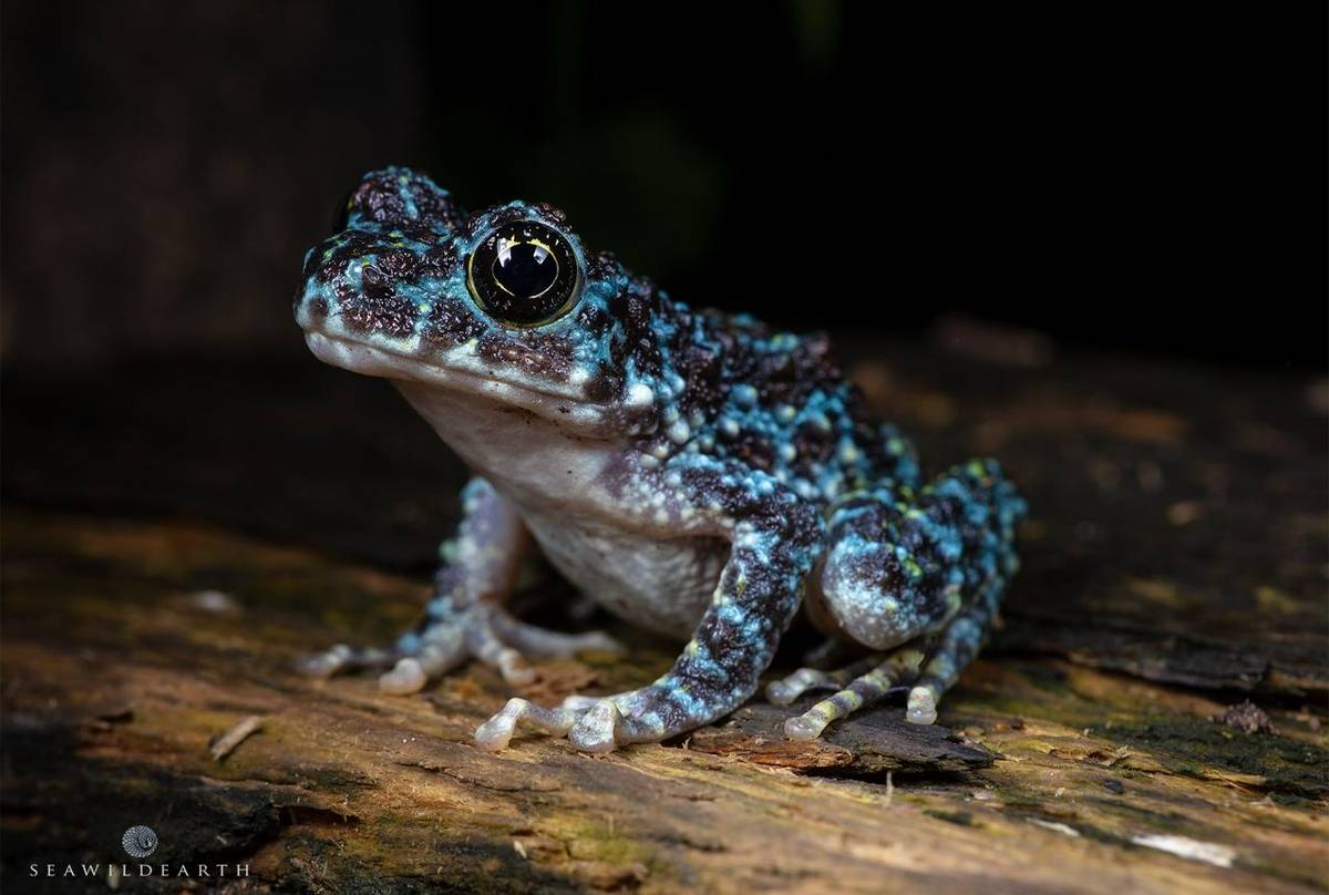 Ishikawa's Frog (Odorrana ishikawae) © Mark Thorpe