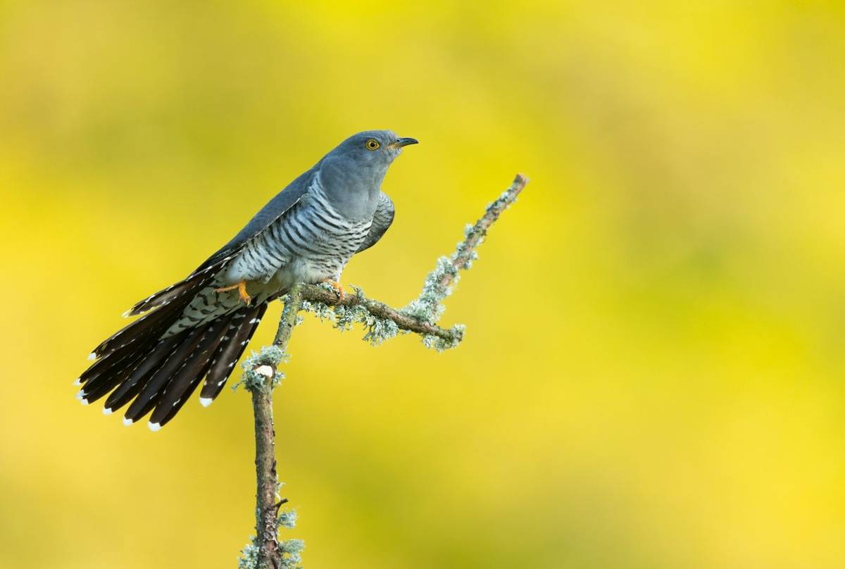 Common cuckoo Cuculus canorus, adult male, perched, Thursley Common, Surrey, UK, May