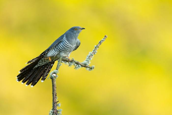 Common cuckoo Cuculus canorus, adult male, perched, Thursley Common, Surrey, UK, May
