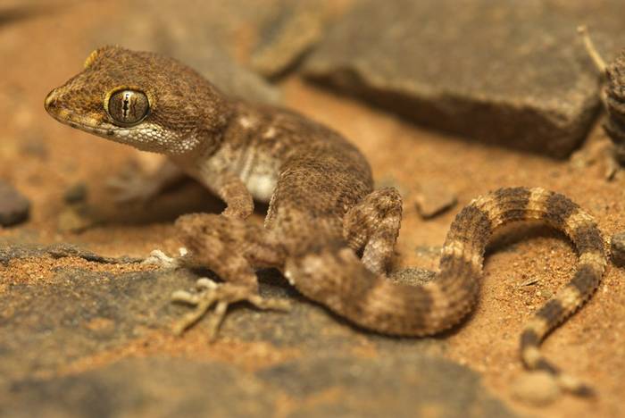 Algerian Sand Gecko (Tropiocolotes algericus) © Josh Phangurha