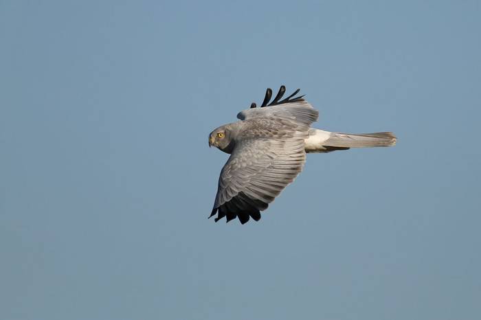 Male Hen Harrier. Shutterstock 92256166