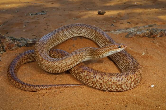 Speckled Hognose Snake (Leioheterodon geayi) © Bobby and Laura Bok, March 2026
