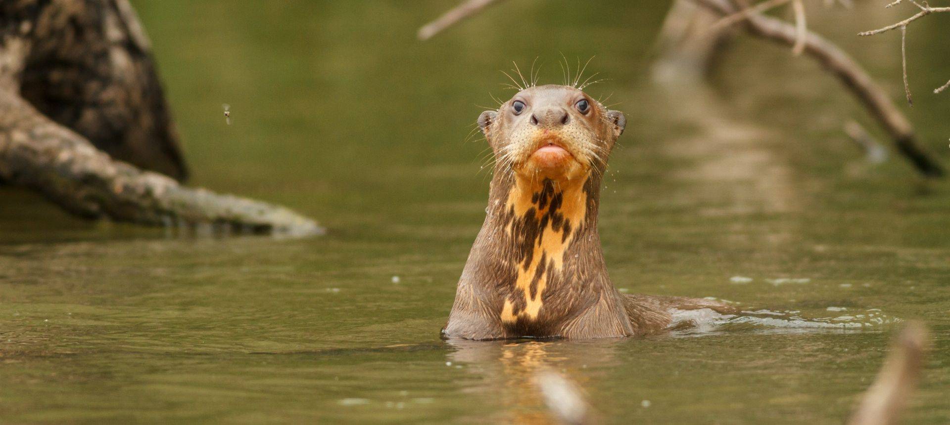 Giant River Otter