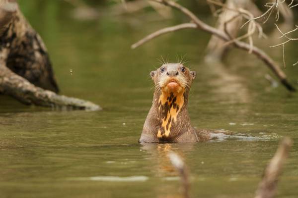 Giant River Otter