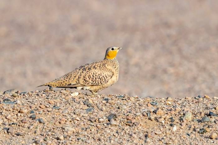 Crowned Sandgrouse