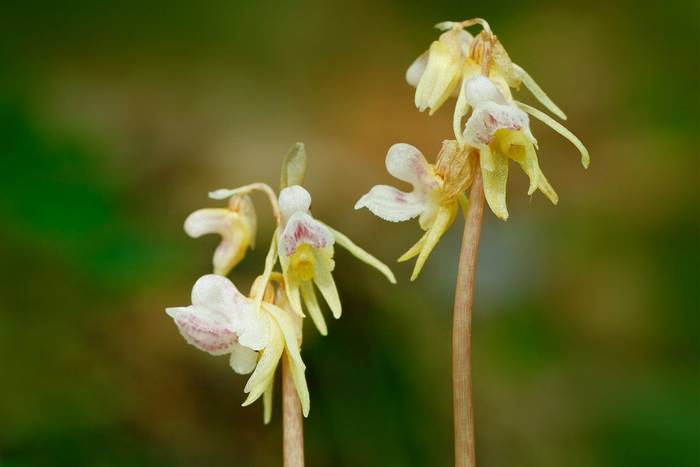 Ghost-Orchids-shutterstock_454703653.jpg