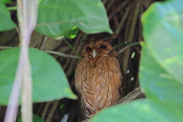 Jamaican Owl