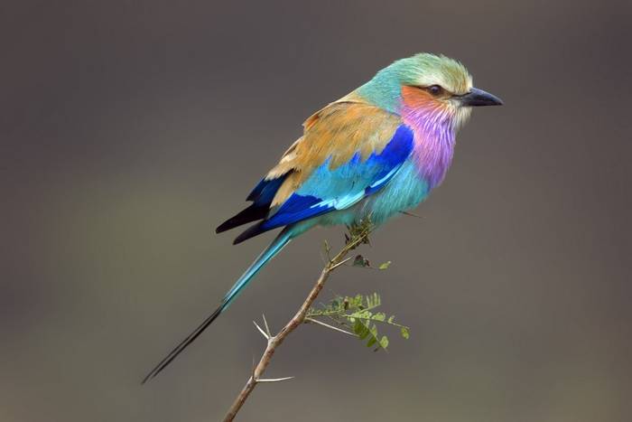 Lilac-breasted Roller, South Africa shutterstock_1215134.jpg