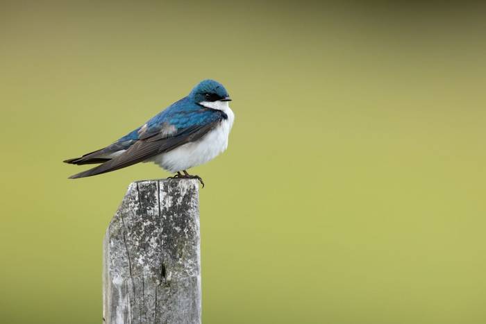 tree swallow_3R53038.jpg