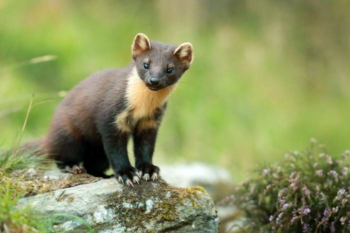 Pine Marten
