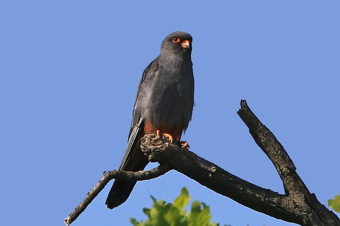Red-footed Falcon (male) (R. Davidson)