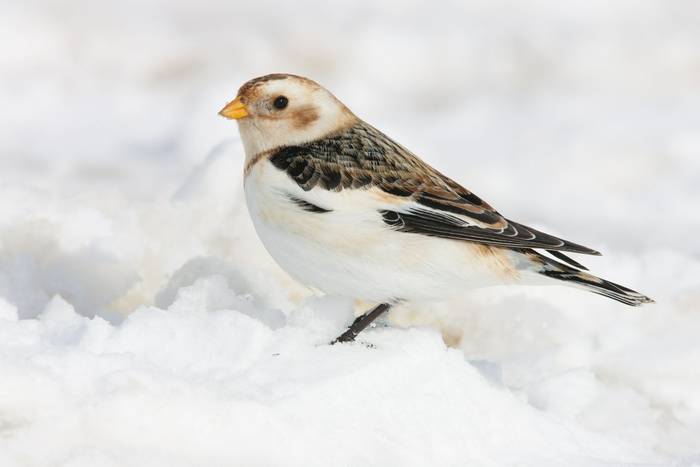 Snow Bunting Plectrophenax nivalis foraging in snow at Lecht Ski Centre, Scotland, UK in March.