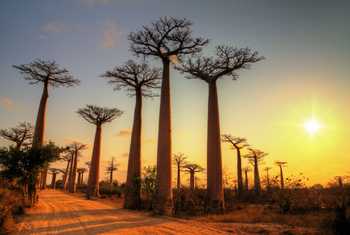 Baobab trees Madagascar shutterstock_282321194.jpg
