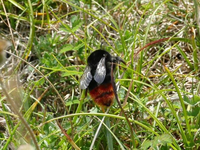 Red-tailed Cuckoo Bee (Dr Martin Warren).JPG