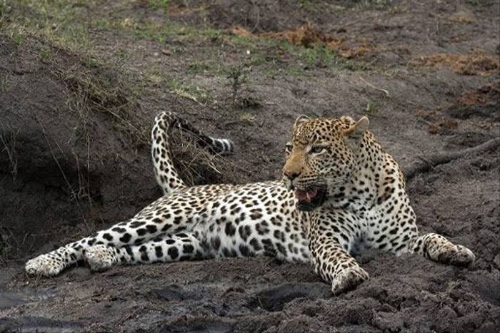 Leopard Resting (Leon Marais)