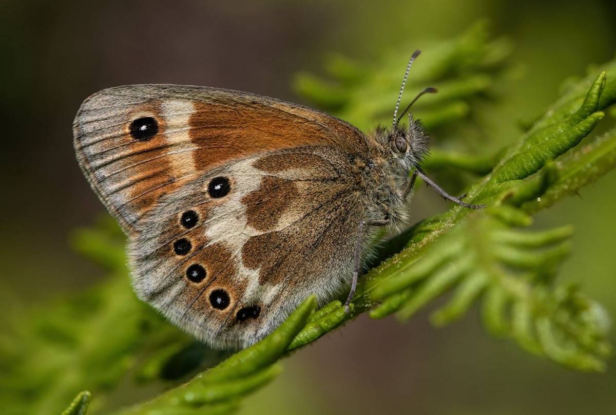 Large Heath Butterfly by Stephen Barlow.jpg