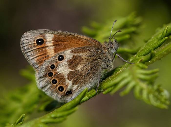 Large Heath Butterfly by Stephen Barlow.jpg
