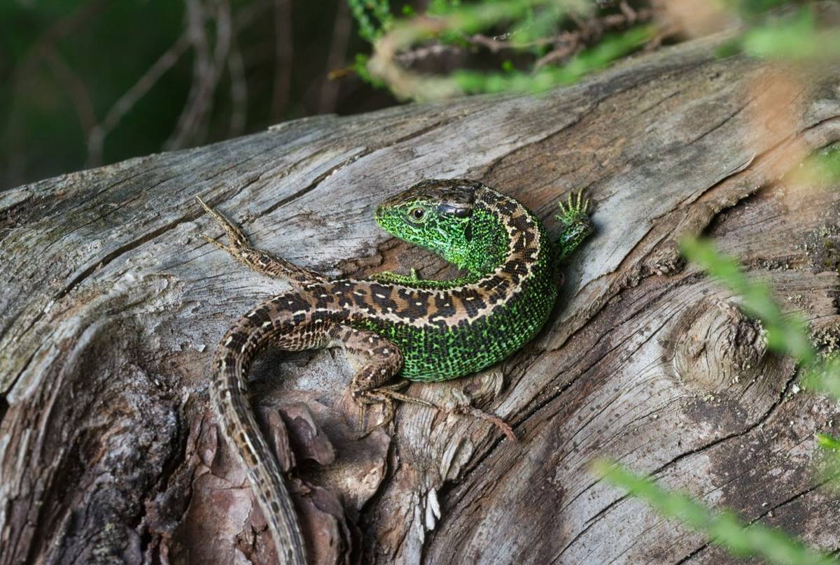 Sand Lizard  shutterstock_1313006780.jpg